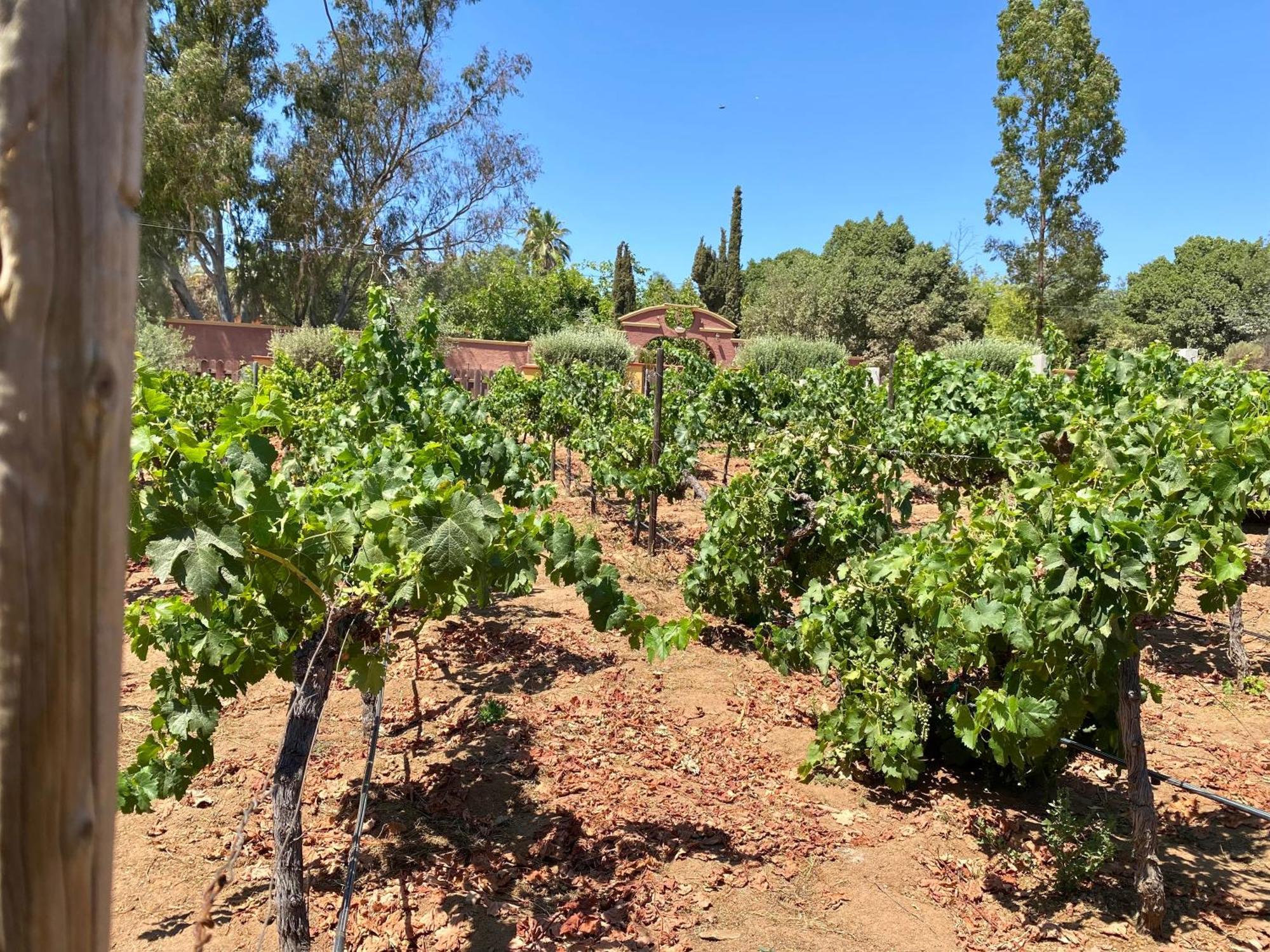 Tierra Mia Hacienda Ruta Del Vino Hotel บาเย เด กัวลาลูเป ภายนอก รูปภาพ